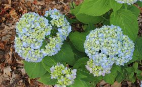 Hydrangea macrophylla JIP BLAUW 'Jipp26'