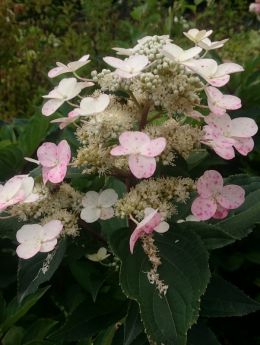 Hydrangea paniculata 'Early Harry' 'HPOPR018'