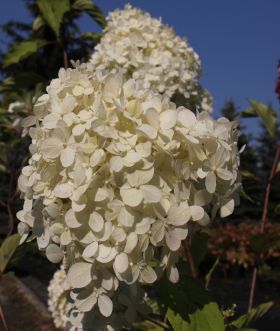Hydrangea paniculata 'Limelight'