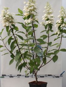 Hydrangea paniculata 'Unique'