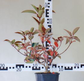 Hydrangea paniculata 'Wim's Red'