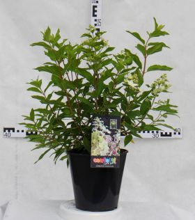 Hydrangea paniculata CONFETTI 'Vlasveld 02'
