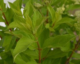 Hydrangea paniculata CONFETTI 'Vlasveld 02'