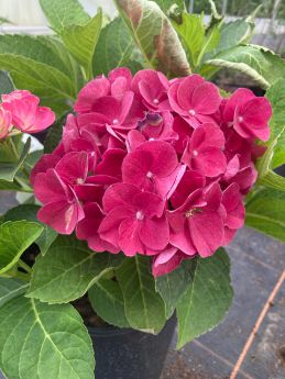 Hydrangea macrophylla 'Royal Red Purple'