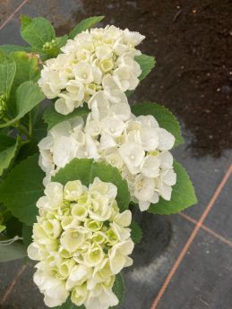 Hydrangea macrophylla ICE GIRL 'HBA215909'