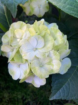 Hydrangea macrophylla ICE GIRL 'HBA215909'
