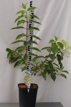 Hydrangea paniculata 'Silver Dollar'