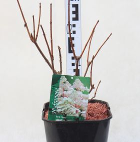 Hydrangea paniculata 'Early Harry' 'HPOPR018'
