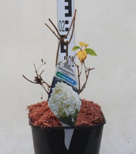 Hydrangea paniculata 'Grandiflora'