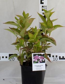 Hydrangea serrata 'Intermedia'