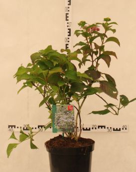 Hydrangea serrata 'Veerle'