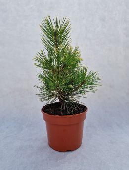 Pinus mugo 'Kokarde'
