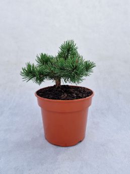 Pinus mugo 'Holze'