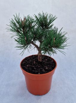 Pinus mugo 'Hesse'