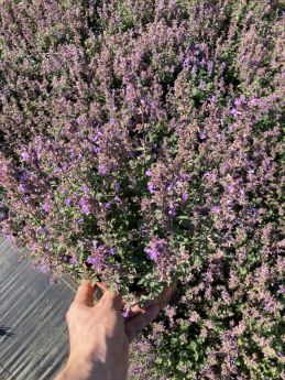 Nepeta ×faassenii 'Purrsian Blue'