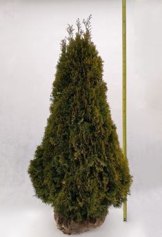 Thuja occidentalis 'Janed Gold'