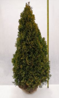 Thuja occidentalis 'Janed Gold'
