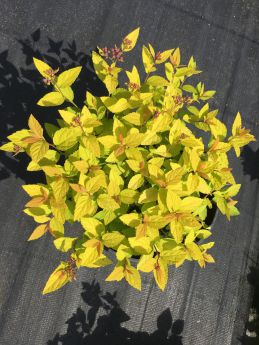 Spiraea japonica 'Golden Princess'