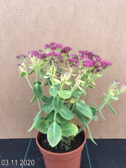 Sedum spectabile 'Brillant'