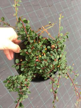Cotoneaster procumbens 'Queen of Carpets'