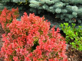 Berberis thunbergii 'Admiration'