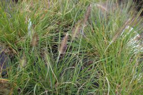 Pennisetum alopecuroides 'Hameln'