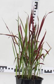 Imperata cylindrica 'Red Baron'