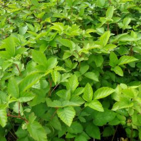 Rubus fruticosus 'Arapaho'