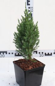 Juniperus chinensis 'Stricta'