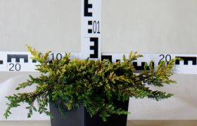 Juniperus communis 'Goldschatz'
