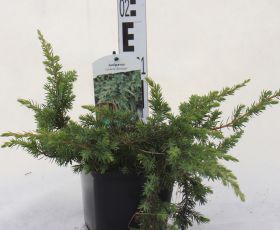 Juniperus conferta 'Schlager'