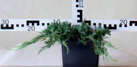 Juniperus horizontalis 'Glacier'