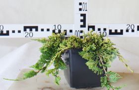 Juniperus horizontalis 'Golden Carpet'