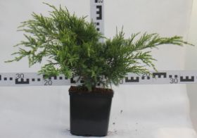 Juniperus ×pfitzeriana 'Mint Julep'