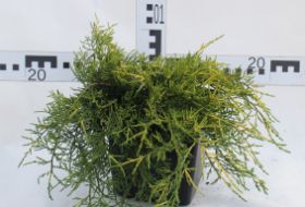 Juniperus ×pfitzeriana 'Old Gold'