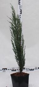 Juniperus scopulorum 'Blue Arrow'