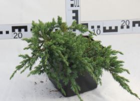 Juniperus squamata 'Blue Carpet'
