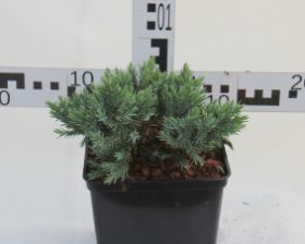 Juniperus squamata 'Blue Star'