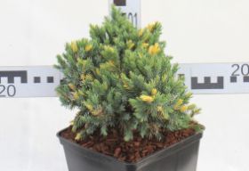 Juniperus squamata 'Floreant'