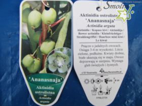 Actinidia arguta 'Ananasnaya'
