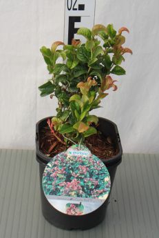 Leucothoe axillaris 'Curly Red'