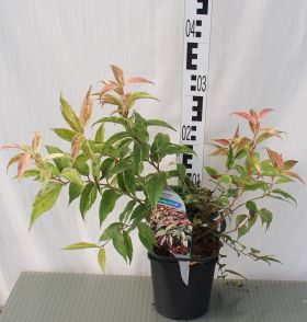 Leucothoe fontanesiana 'Rainbow'