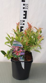 Leucothoe SCARLETTA 'Zeblid'