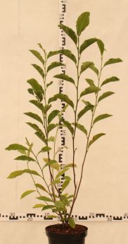 Magnolia 'George Henry Kern'