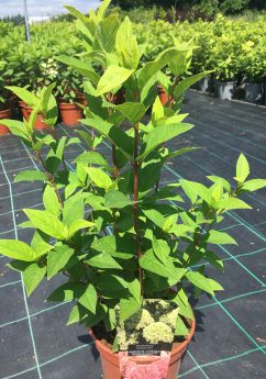 Hydrangea paniculata MAGICAL CANDLE 'Bokraflame'