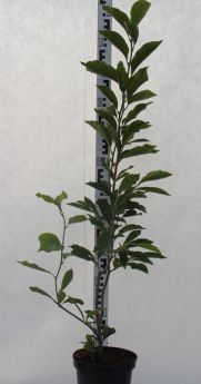 Magnolia liliiflora 'Nigra'