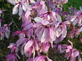 Magnolia 'Betty'