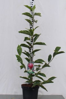 Magnolia ×soulangeana