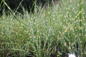 Miscanthus sinensis 'Strictus'
