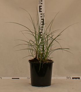 Miscanthus sinensis 'Yaku Jima'